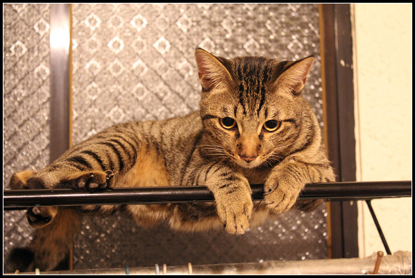 2011兒子們_11.jpg 2011兒子們_11.jpg