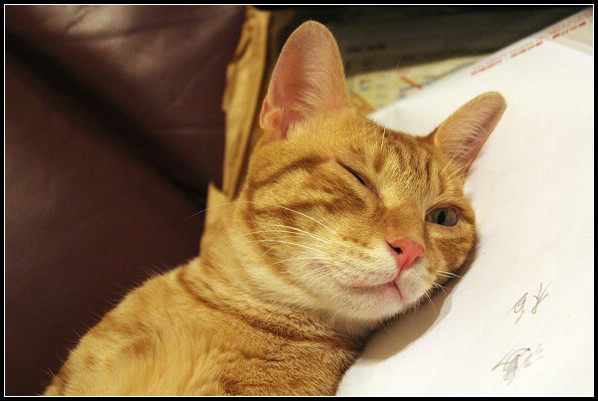 2011兒子們_23.jpg 2011兒子們_23.jpg