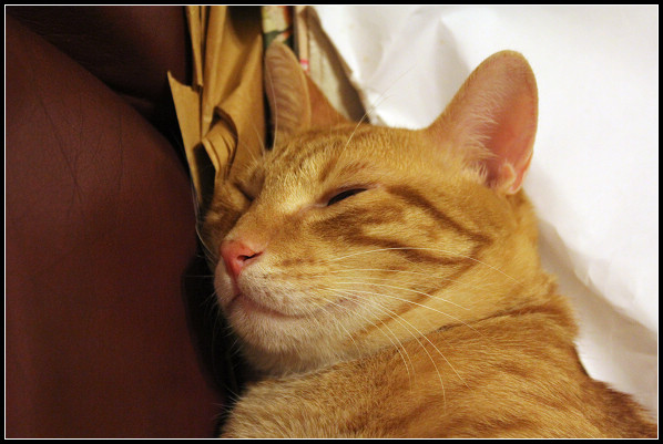 2011兒子們_26.jpg 2011兒子們_26.jpg