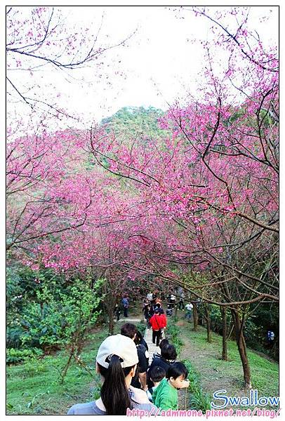 06_土城太極嶺_櫻花步道.jpg