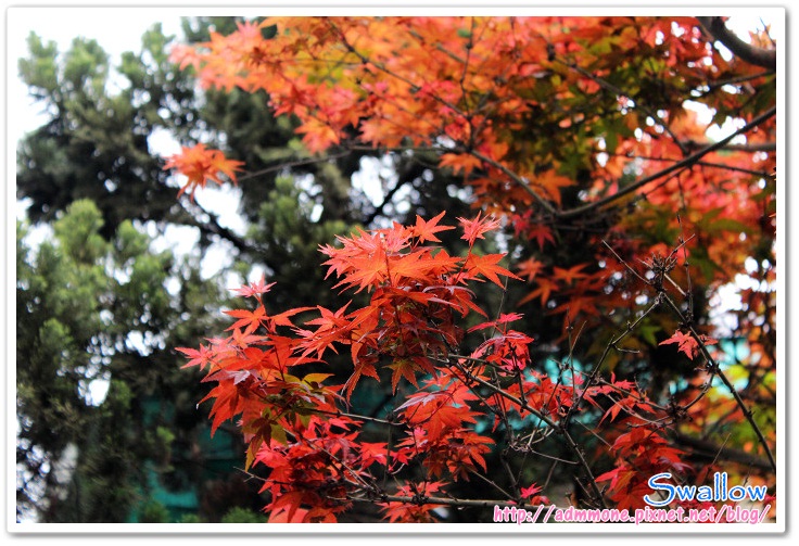 01_4月楓紅 01_4月楓紅