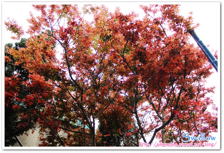 02_4月楓紅 02_4月楓紅
