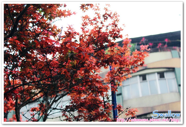 03_4月楓紅 03_4月楓紅