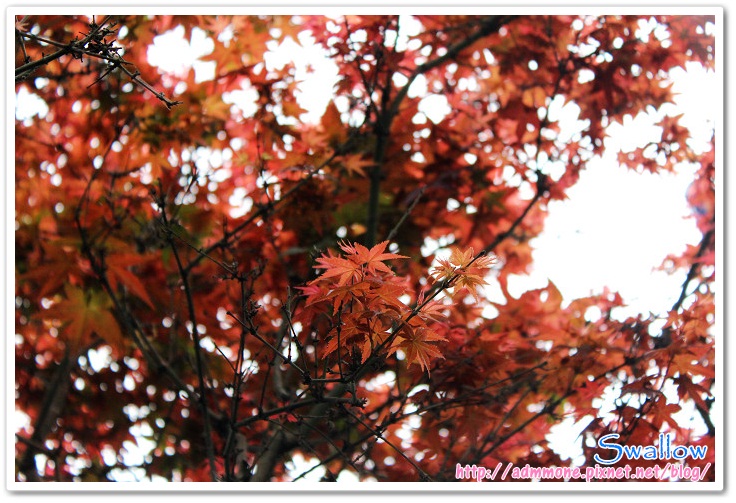 06_4月楓紅 06_4月楓紅