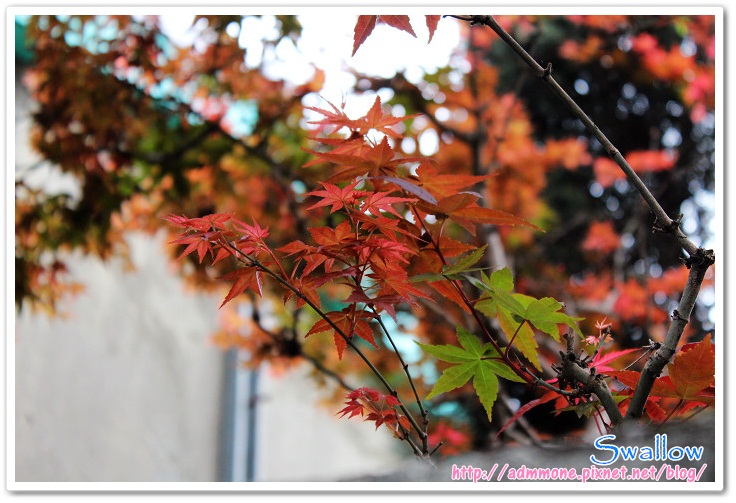 05_4月楓紅 05_4月楓紅