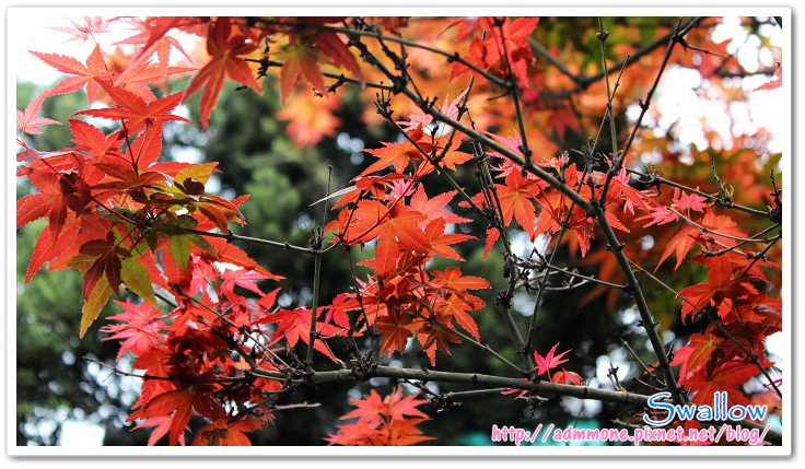 07_4月楓紅 07_4月楓紅