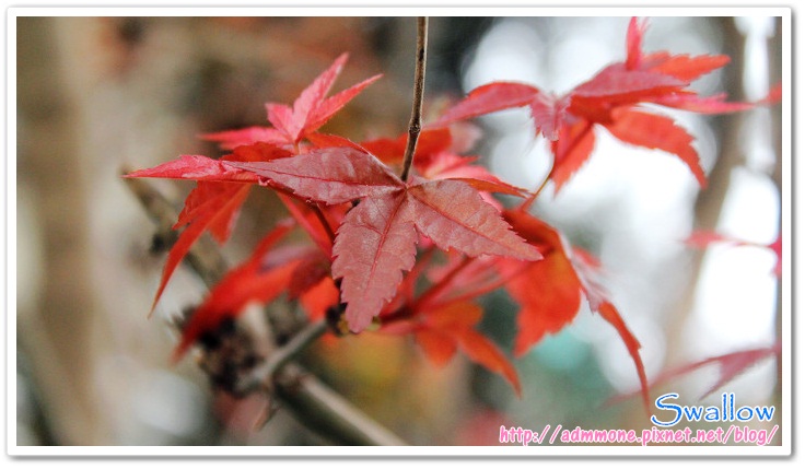 08_4月楓紅 08_4月楓紅