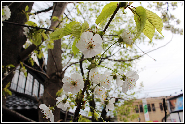 22_64_外人坡的花.jpg 22_64_外人坡的花.jpg