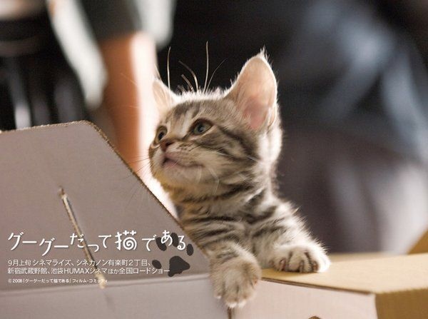 咕咕貓.jpg 咕咕貓.jpg
