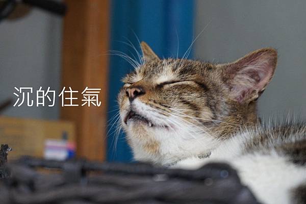 沉的住氣.JPG 沉的住氣.JPG