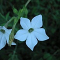 Nicotiana plumbaginifolia Viv. 皺葉菸草