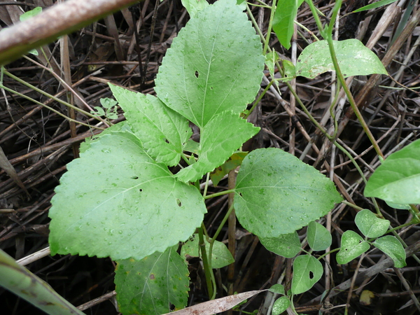 海州常山?or雙花蟛蜞菊?