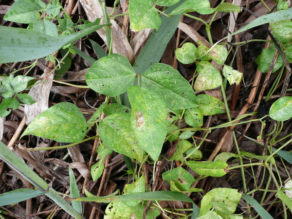 赤小豆?