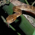 大頭蛇(Boiga kraepelini)
