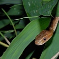 大頭蛇(Boiga kraepelini)