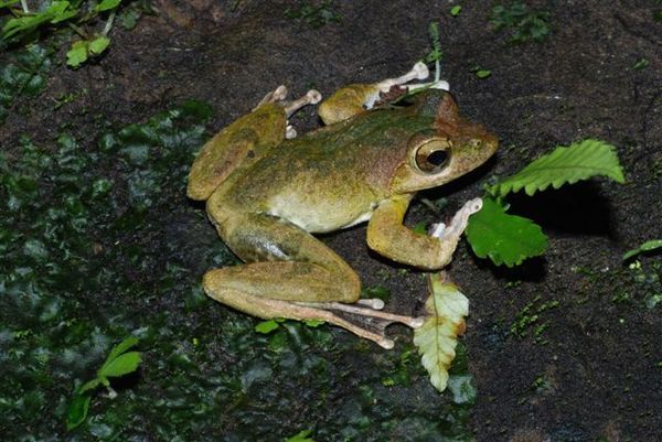 褐樹蛙(Buergeri robustus)