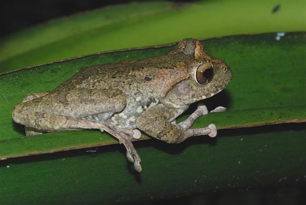 褐樹蛙(Buergeri robustus) 雌