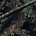 大赤鼯鼠(Petaurista philippensis)