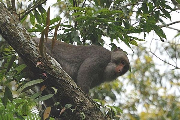 台灣彌猴(Macaca cyclopis)