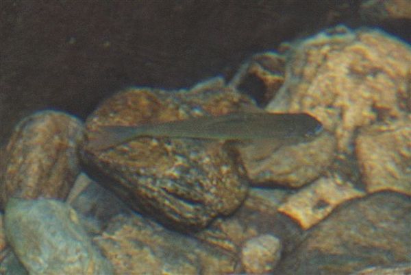 台灣鏟頜魚 Varicorhinus barbatulus