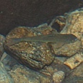 台灣鏟頜魚 Varicorhinus barbatulus