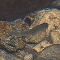 台灣鏟頜魚 Varicorhinus barbatulus