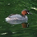 小鷿鷈  Podiceps ruficollis