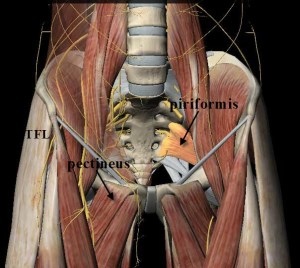 piriformis.jpg