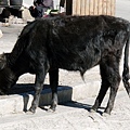 普達措國家公園