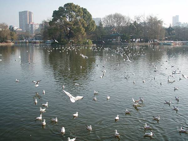 翠湖公園