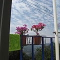 陽台上的花朵配上天空藍色調真美