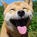 happy-dog