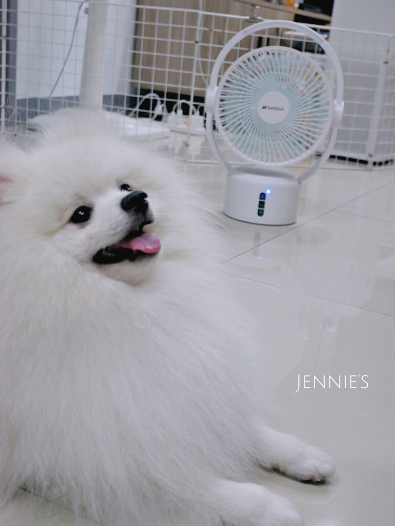 山水電風扇,循環扇,無限風扇,寵物散熱,手持風扇,節能風扇,循環,吹冷氣,熱,天氣熱山水電風扇P1160377.jpg 山水電風扇,循環扇,無限風扇,寵物散熱,手持風扇,節能風扇,循環,吹冷氣,熱,天氣熱山水電風扇P1160377.jpg