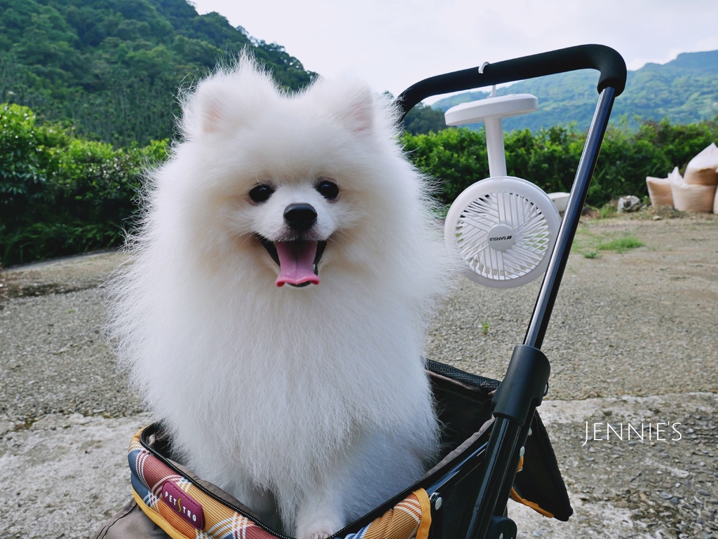 山水電風扇,循環扇,無限風扇,寵物散熱,手持風扇,節能風扇,循環,吹冷氣,熱,天氣熱山水電風扇P1160424.jpg 山水電風扇,循環扇,無限風扇,寵物散熱,手持風扇,節能風扇,循環,吹冷氣,熱,天氣熱山水電風扇P1160424.jpg