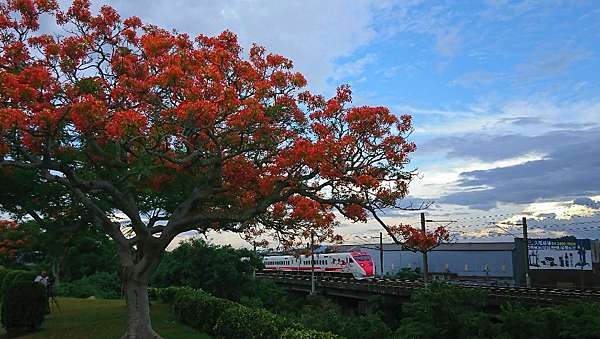 火紅鐵道鳳凰花 嵐山漫談 痞客邦