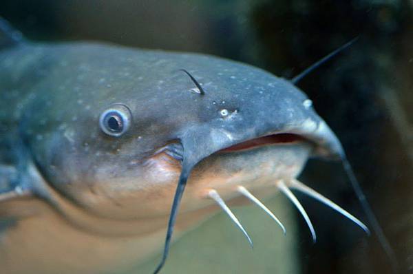 catfish1.jpg