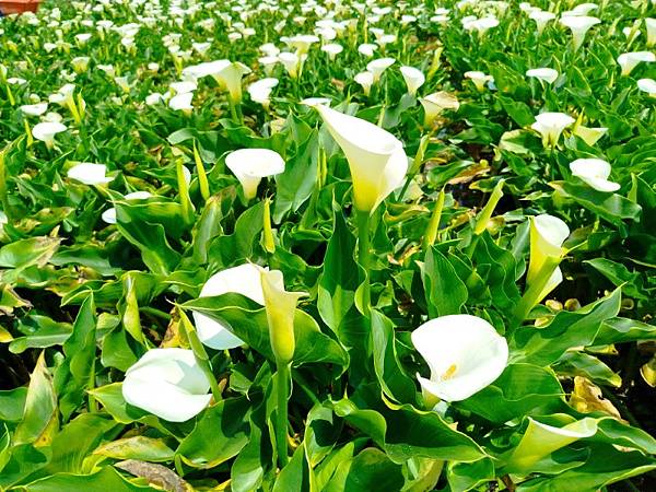 IMG_20250325_112544 (自訂).jpg