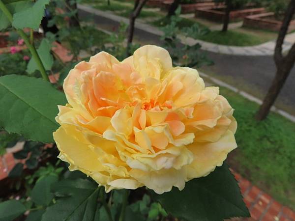 2025-04-12 14-58-26 (自訂).JPG