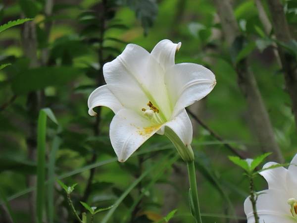 IMG_8181 (自訂).JPG