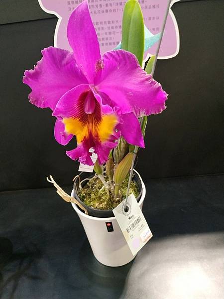 201909_0 (自訂).jpg