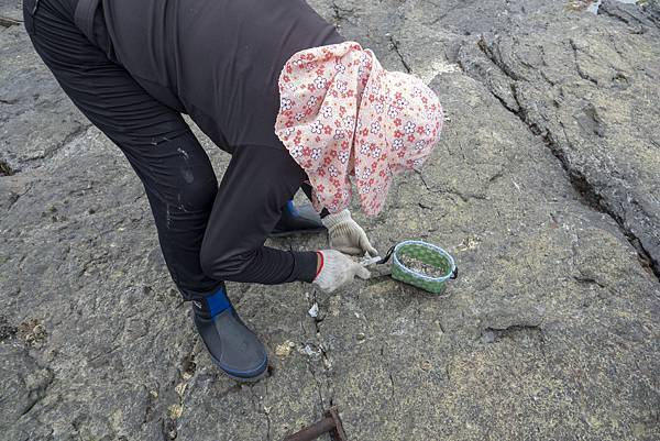 oyster aunty in intertidal zone in Maoao