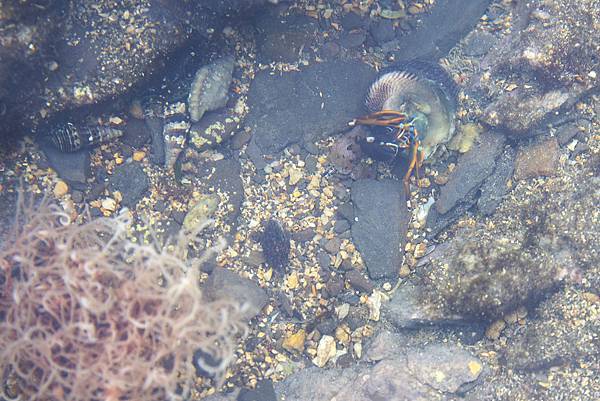 crustaceans in intertidal zone