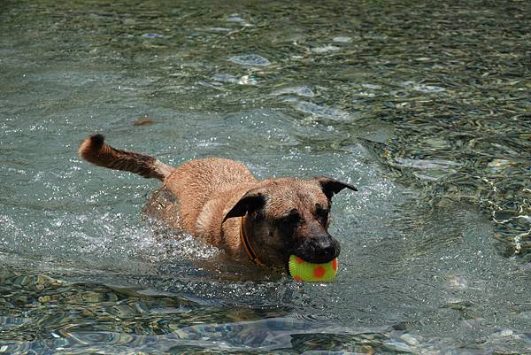 dog played the fetch game in Dougyue cold springs