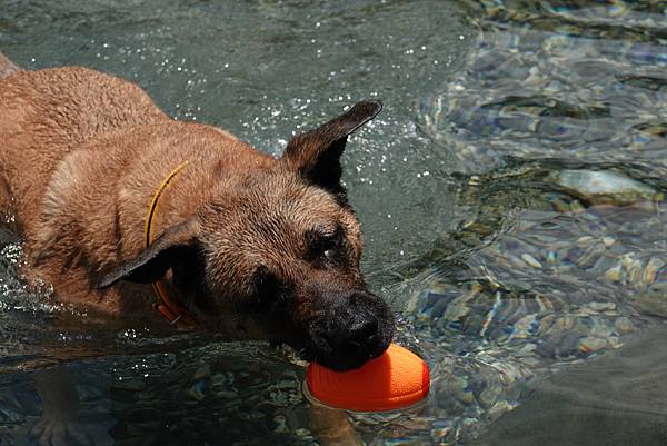 dog played the fetch game in Dougyue cold springs