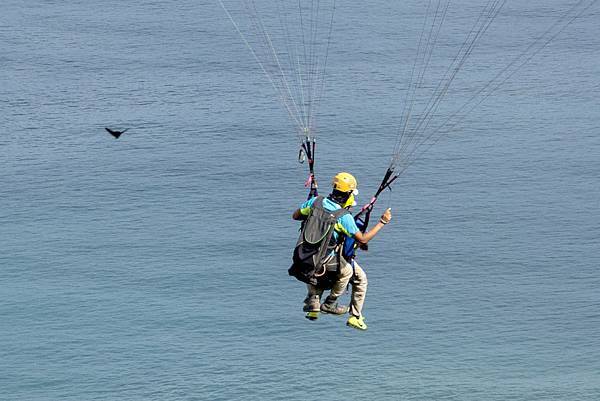 flying with bird in Waiao