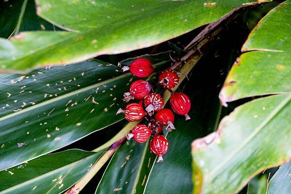 Fire-like Red Flowers in Caoling Historic Trail