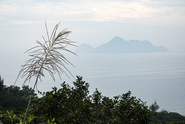 Miscanthus&Guishan Island
