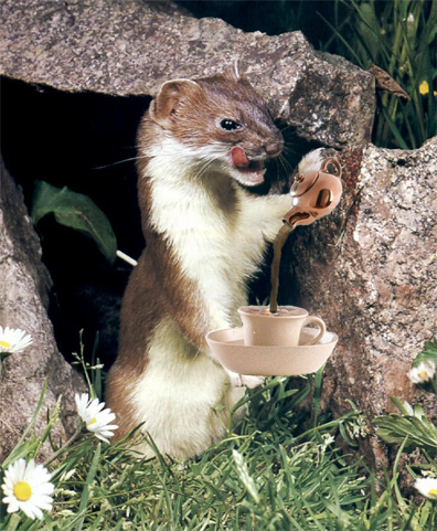 weasel_coffee.png