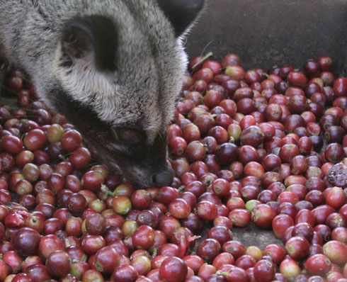 kopi-luwak6.jpg