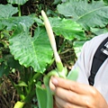 姑婆芋複狀花序